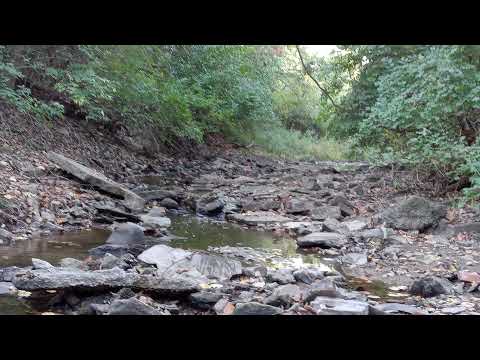 WildLife Wanda Live Stream