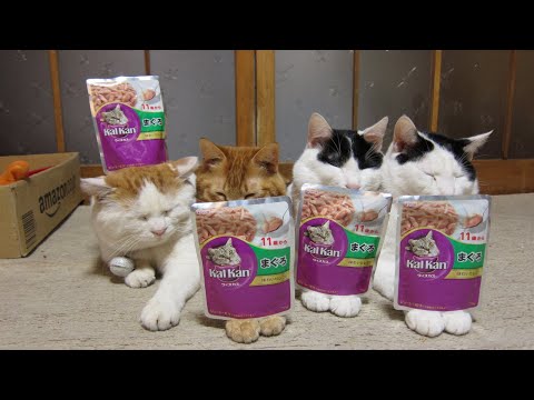 猫の動画サムネイル - うずまきLIVE配信？　放置？　朝まで？　2025年05月11日