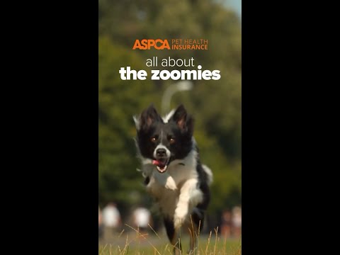 Pets With Zoomies