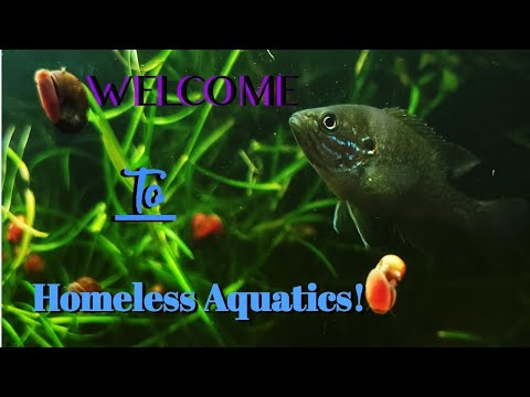 The last look at my Fishroom before I am Homeless! 