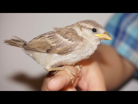 We Found A baby bird Vlog #6 - UCsFctXdFnbeoKpLefdEloEQ