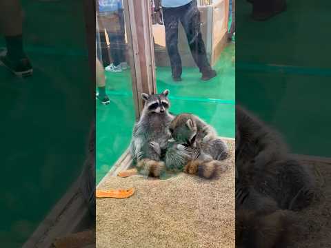 Cute Sleepy Raccoon #cute #viralvideo #viralshorts