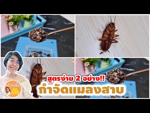 วิธีกำจัด แมลงสาบอย่างถาวร ง่ายๆ ด้วย 2 สิ่งจากในค รัว|ครัวแม่ผ