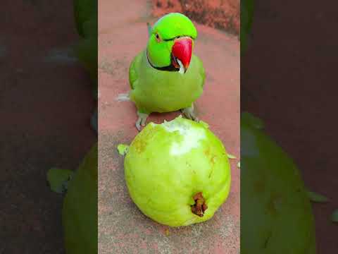 amazing talking parrot eating fruit 😋 #talkingparot #petbird #funny #nonstoptalkingparrot #reels