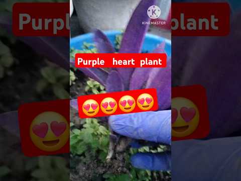 purple  heart  plant #short  short plant ##gander  #shorts shorts #shorts 🥰🥰🥰