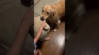 【日常】負けないぞ！ゴールデンレトリバーのアカリちゃんが男の子と力試し！#goldenretriever #ゴールデンレトリバー