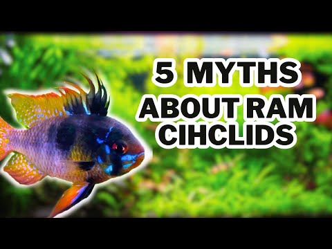 5 MYTHS About Rams That You Should Know Hi everyone!

This video is a quick informational video just going over some common misconceptions a