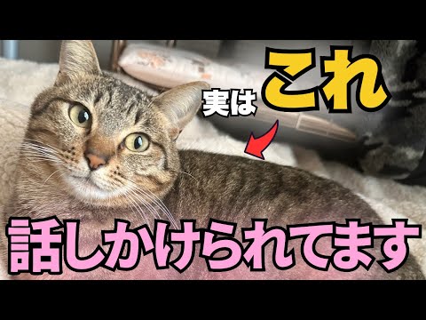 猫が飼い主に話しかけるサインとコミュニケーションのポイント サムネイル