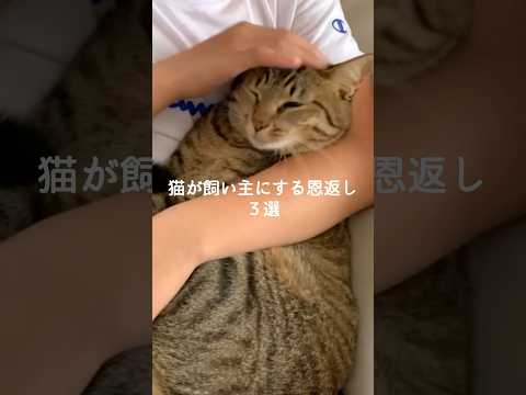 猫の動画サムネイル - 猫が飼い主にする恩返し3選 #猫 #ねこ #猫のいる暮らし #ねこのいる生活 #保護猫 #猫好きさんと繋がりたい #猫との暮らし #猫動画 #猫のいる生活 #猫好き VOICEVOX:ずんだもん
