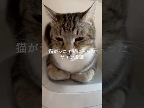 猫の動画サムネイル - 猫がシニア期に入ったサイン3選 #猫 #ねこ #猫のいる暮らし #ねこのいる生活 #保護猫 #猫動画 #猫好きさんと繋がりたい #猫のいる生活 #猫好き #猫との暮らし VOICEVOX:ずんだもん