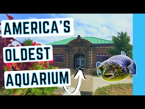 Most UNDERRATED U.S. Aquarium | The Belle Isle Aqu The historic Belle Isle Aquarium is unlike any other aquarium I have ever visited. It does not rely 