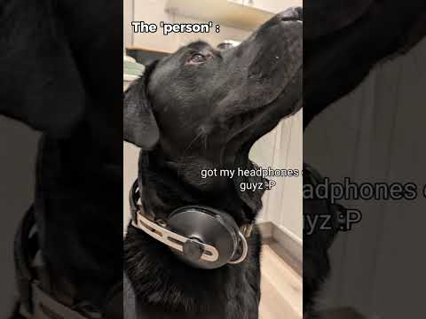 I'm just a doge ಠ⁠ ⁠೧⁠ ⁠ಠ