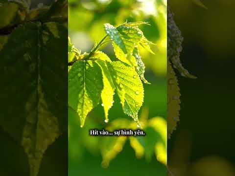 ​Thực Hành Hít Thở Đầu Tuần Cùng Thiên Nhiên #shorts