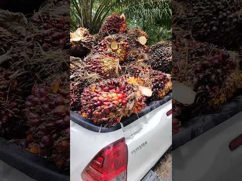 Memuat tandan sawit #tandanberduri