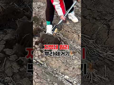 농작물 수확후 뿌리제거하기