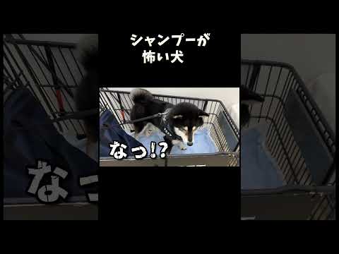 シャンプーが怖い犬