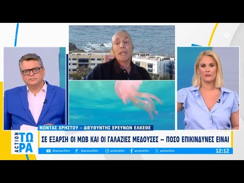 Μωβ μέδουσες: Ο χάρτης με τις πιο επικίνδυνες περιοχές - Τι να κάνετε εάν σας τσιμπήσουν | ACTION 24 Μωβ μέδουσες: Ο χάρτης με τις πιο επικίνδυνες περιοχές - Τι να κάνετε εάν σας τσιμπήσουν | ACTION 24