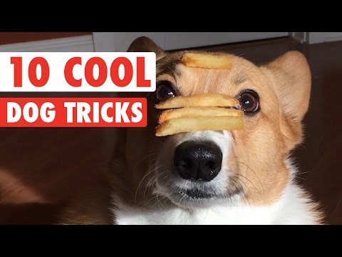 10 Cool Dog Tricks || Awesome Compilation - UCPIvT-zcQl2H0vabdXJGcpg