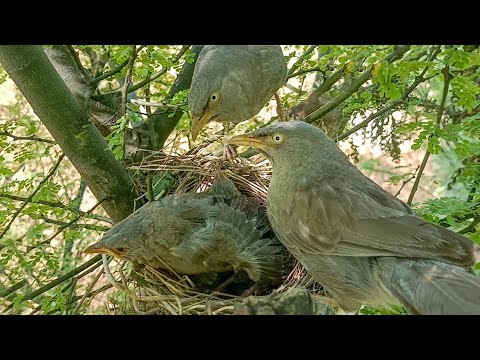 Wild babbler bird babies will fly leave soon