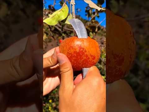 Enjoy expertly curated fresh fruits 🍉🍎🍓🥭 #shorts #sweets #fresh #fruitsandveggies