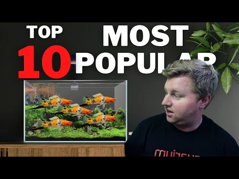 Top 10 Most Popular Aquarium Fish to Try Looking to add some new fish to your aquarium, but not sure where to start? Look no further than my 