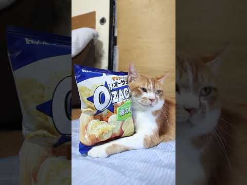 オー・ザック磯のり塩味と猫のかわいい瞬間をお楽しみください サムネイル