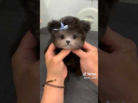 Adorable Puppy Gets a Cute Makeover with a Bow😍 #baby #cute #cuteanimal #pets #pomeranian #cutedog