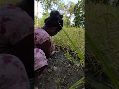 भात कापणी  २०२५ 🌾 rice farmer cutting ✂️ | tribes village | short | short feed | youtube short