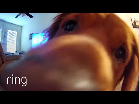Watch This Golden Retriever’s Reaction to Hearing Owner’s Voice on Ring | RingTV