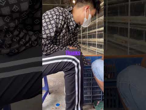 “Vacxin “-“chim cút”-“hậu bị”#thuoc_thu_y 9/10/2025