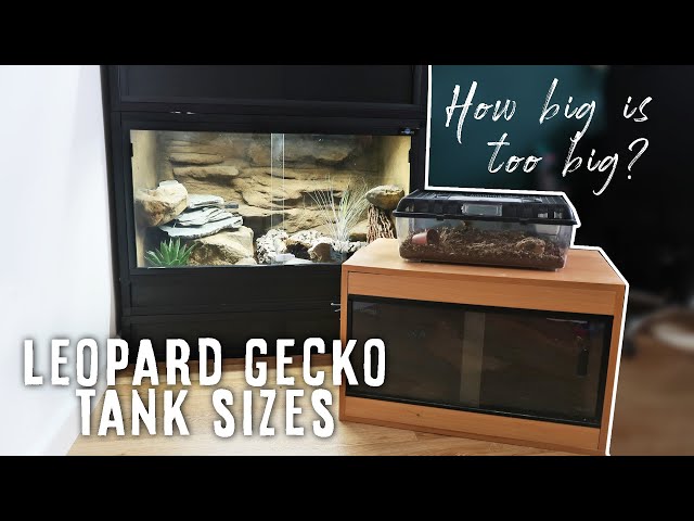 what-size-tank-does-a-leopard-gecko-need-stuffsure