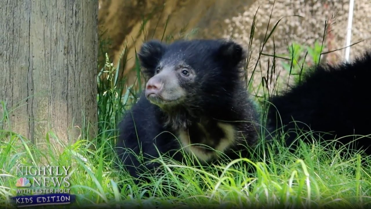 Meet the Philadelphia Zoo’s twin cubs, they’re almost too cute to bear | Nightly News: Kids Edition
