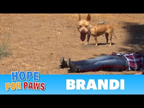 Coyote, Pit Bull, rescuer on the ground and behaviors I have never seen before! - UCdu8QrpJd6rdHU9fHl8J01A
