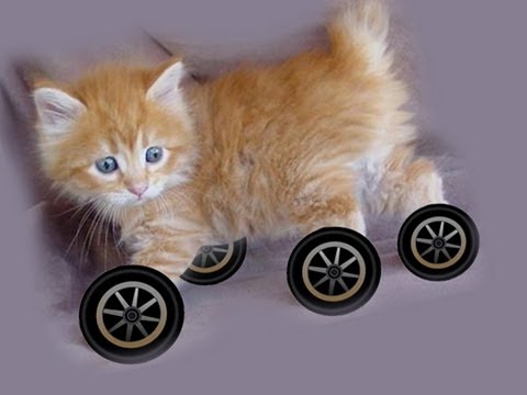 Why Don't Any Animals Have Wheels? - UC6nSFpj9HTCZ5t-N3Rm3-HA