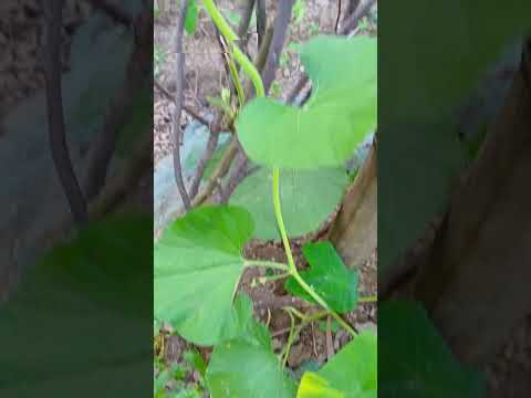 vine vegetable 🌿 || #garden #terrace #trending #shorts #fyp #plants #vegetables