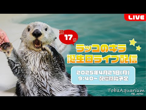 猫の動画サムネイル - 《鳥羽水族館》ラッコ「キラ」㊗17歳！誕生日ライブ配信