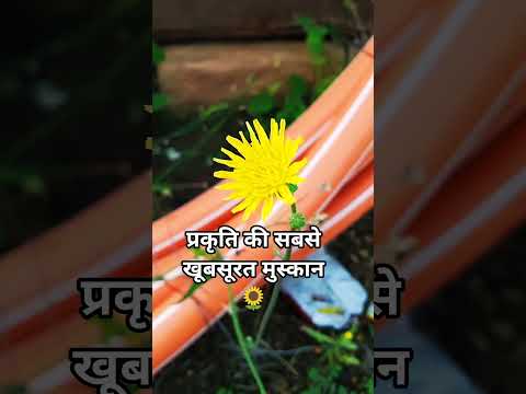 जब सूरज भी शर्मा जाए इस फूल से ☀️🤩😘😃 #music #entertainment #movie