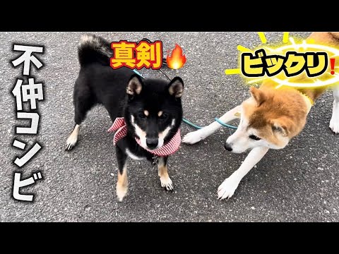 弟柴犬にムキる姉柴犬ですが不仲犬には優しかった！
