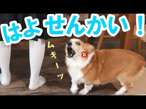 のんびり中学生の登校をキレつつ見守るコーギー犬