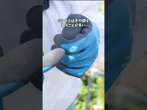 防護服＋手袋＋長靴で安心！ミツバチに刺されないための安全対策！ #ミツバチ #刺されないために