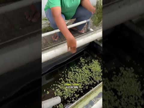 Cara mudah berkebun menanam azolla #kebun #berkebun #garden #homegarden