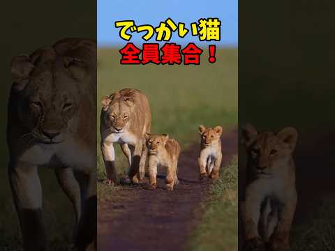 猫の動画サムネイル - デカさは正義❤️ #猫 #cat #cats #cute