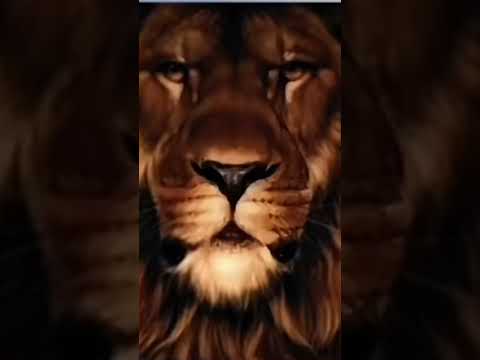 combien y a d'animal sur cette image