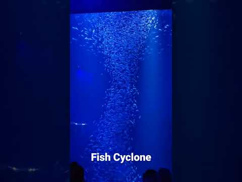 Fish Cyclone at Wonders of Wildlife 