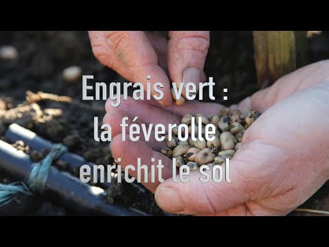 Engrais vert : pourquoi semer de la féverole