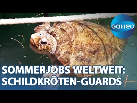 Sommerjobs weltweit: Schildkröten-Guards und springende Postboten | Galileo | ProSieben