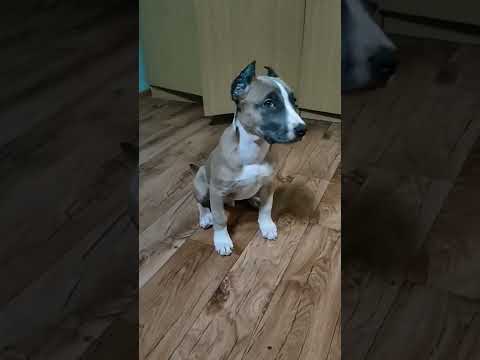 Amstaff#Rokki#переход#повзрослел наш мальчик🔥