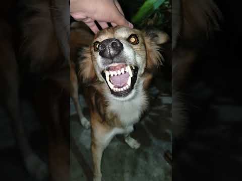 Why is he so angry 😡😳 #dogshorts #doggie #angrydogs #doglife #petdogs