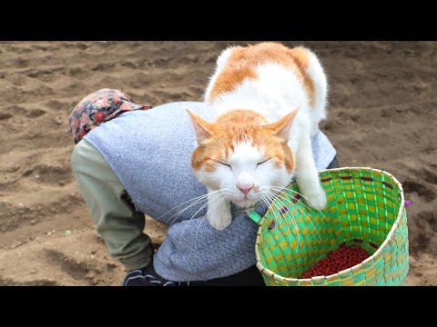 猫の動画サムネイル - ちろぽんさばじろうと大豆の種まき　 250601