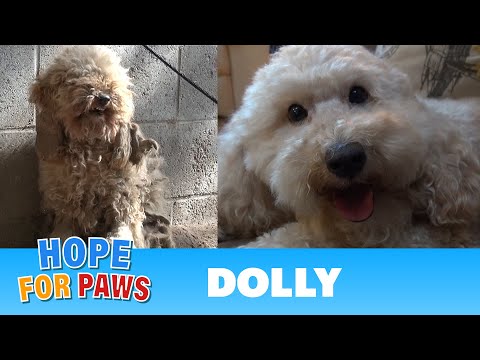Hope For Paws: A severely matted poodle gets rescued and then makes a transformation of a lifetime! - UCdu8QrpJd6rdHU9fHl8J01A